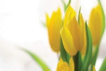 tulpes
